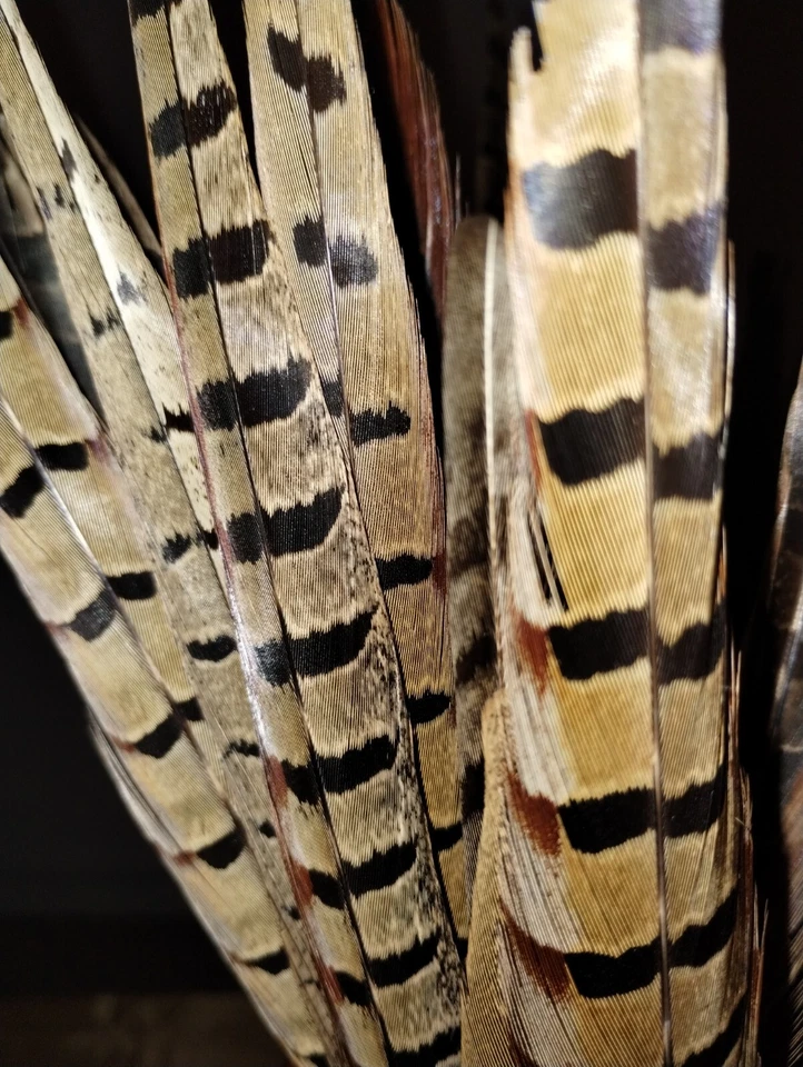 Plumas de faisán con cuello anillado de 30 unidades. Talla 16-20" Todo Natural. Desinfectado. Foto 3 de 3