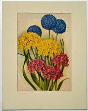 Vintage Botanical Book plate print, 3 ornate mebers of the Onion Tribe . Mounted