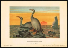 Hesperornis regalis Prehistoric Bird – Original 1880s German Lithograph