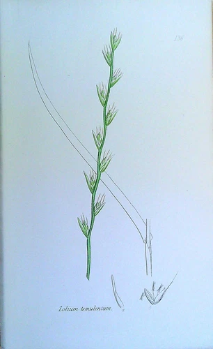 Sowerby, John E ANTIQUE PRINT: GRASSES OF GREAT BRITAIN - LOLIUM TEMULENTUM 1861