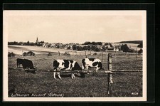 Ansichtskarte Neudorf / Ostharz, Panorama mit Kuhweide 