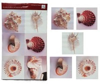 Selbstklebende Muschel-Sticker 17,5 X 17,5 Cm - 6 StüCk Em&Em
