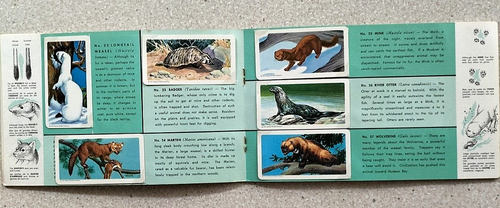 Animals Of North America. Brooke Bond Canada 1960. Set of 48 cards in album - Picture 4 of 6