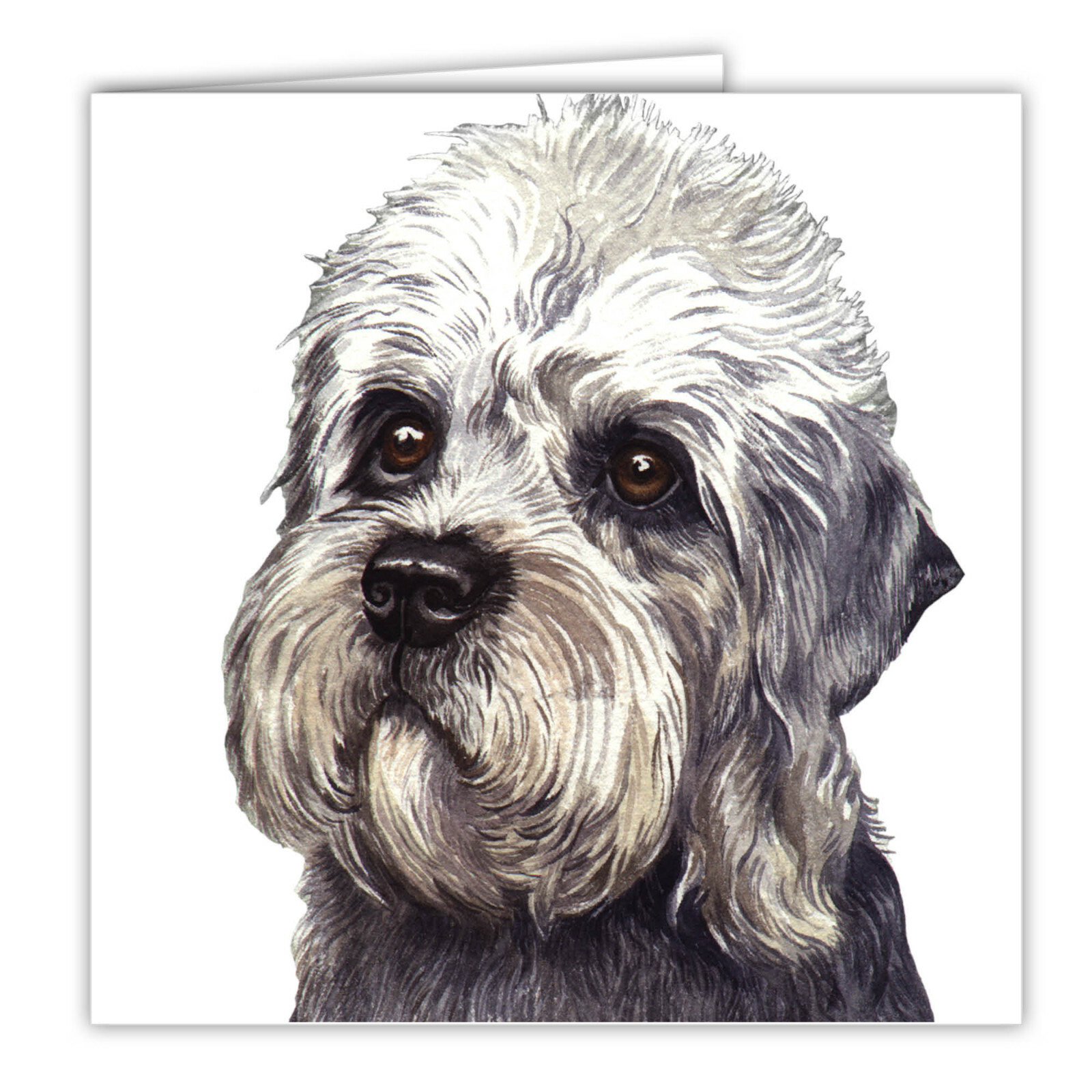 Dandi Dinmont greetings card dog blank card dogs Dandi Dinmonts Dandis art card