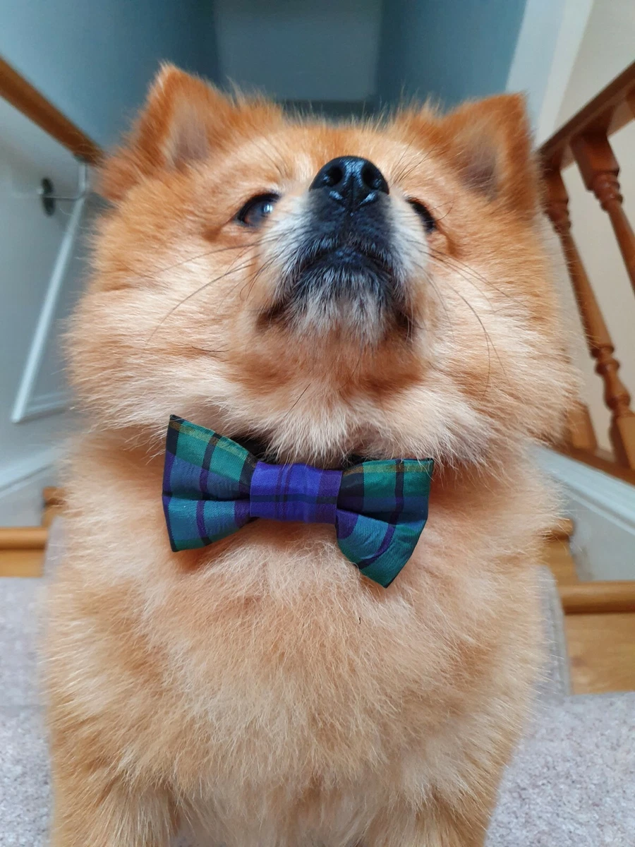 Pomeranian bow tie hot sale