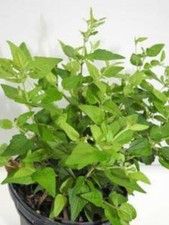 PLANTA ABRE CAMINOS CON RAIZ / OPEN ROADS PLANT WITH ROOT