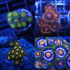 Zoanthid Coral Frag Pack-4 Polyp of Rasta, Bamm Bamm, Star Cutter &Scrambled Egg