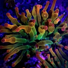 Rainbow Bubble Tip Anemone (2-3")