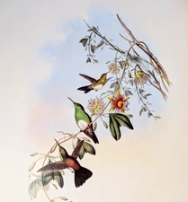 John Gould WHITE BREASTED Hummingbirds Vintage Bird Art Print Bookplate 319