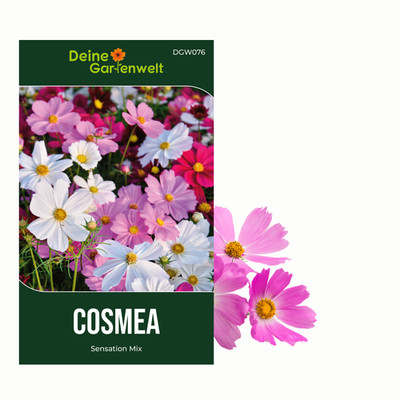 Cosmea Schmuckkörbchen Sensation Mix Samen - Cosmos bipinnatus - Cosmeasamen