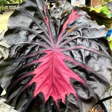 Colocasia Live Bulb Red Feather Tuber New Hybrid Free Phytosanitary Certificate