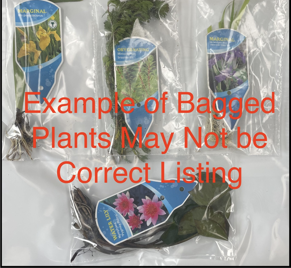 Indiana Dwarf Small Pond Water Lily pond plants water lilies aquatic