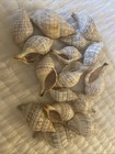 Fasciolaria branhamae branhams TULIP SNAIL SHELL Lot Of 16 — photo 1