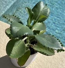 2 pack Mother Of Thousands 4” Kalanchoe Succulent 2 Plants Healthy & Local