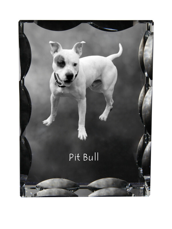 Pit Bull, American Pit Bull Terrier, Pitbull Terrier, APBT