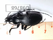 D98768-insects Carabidae from Vietnam North