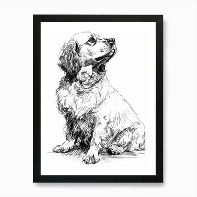 Clumber Spaniel Hund Linie Skizze 1 A gerahmtes Wandbild Poster Leinwanddruck Bild
