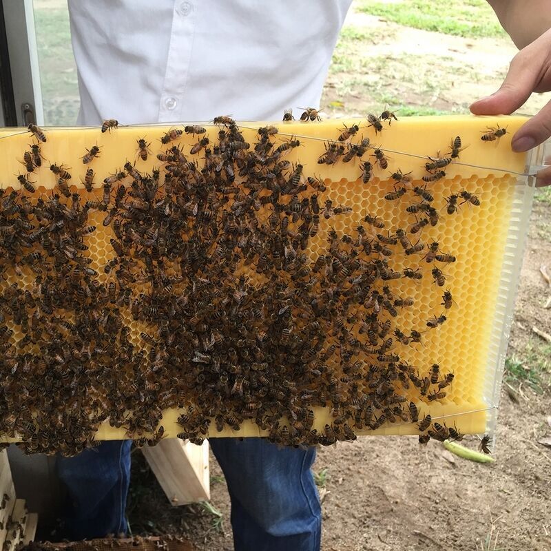 Auto Shed Beehive Super Beekeeping Brood House Box w/ 7 Honey Bee Hive Frames