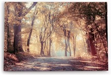 120x80cm Wandbild Wald Waldweg Natur Bäume Sonnenstrahlen Herbst