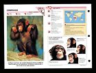 Chimpanzee Wildlife Fact File Mammals Animal Card Home School Study 1.16