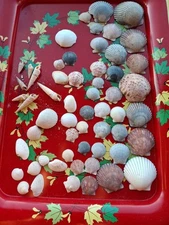 Assorted Sea Shell Lot  As Pictured 