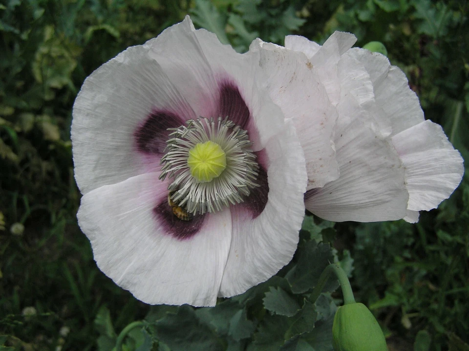 Giant White Poppy Flower Seeds 200 plus - Image 3 of 4