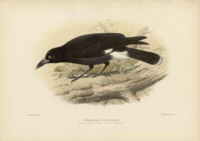 Mathews - Lord Howe Island Crow-Shrike