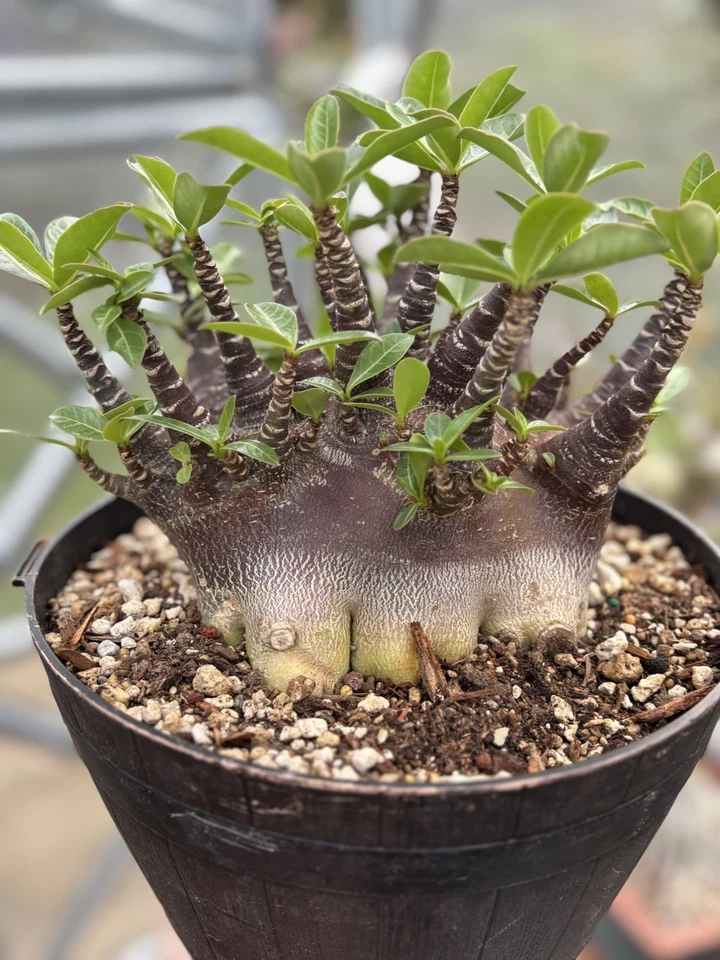 Adenium Arabicum Red Purple Skin - Image 4 of 4