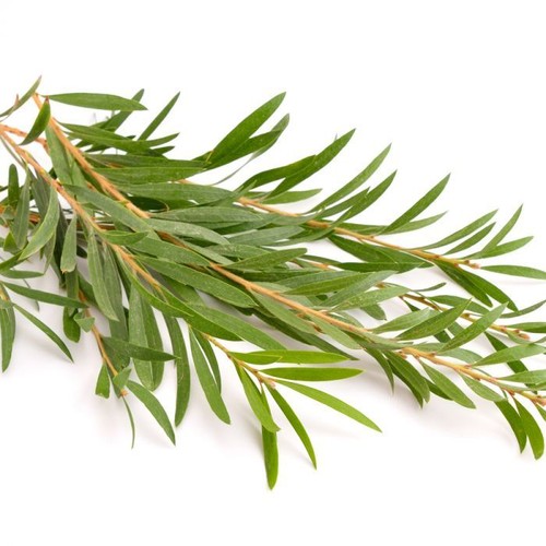 Tea Tree (Melaleuca alternifolia) 200 seeds - 第 1/4 張圖片