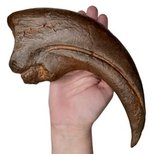 Baryonyx Walkeri 9" Dinosaur Claw Museum Fossil Replica Jurassic Paleontology