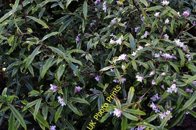 Photo A2 Wakehurst Place West Hill/TQ3230 ''Daphne Bholua'' gro c2015