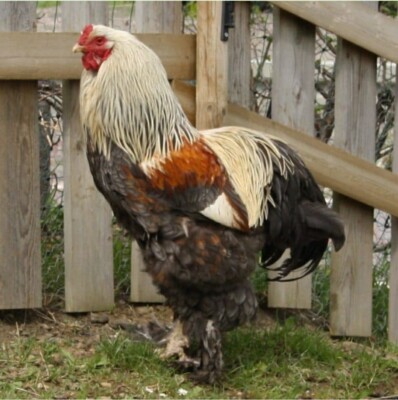 10 X Bio Bruteier  Große Brahma Hühner 5-7 Kg teier, Bunte Truppe Doppel Nutzig.