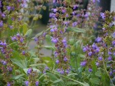 Herb Seeds -Common Sage Salvia -Herbal Medical Garden -20 seeds-bee