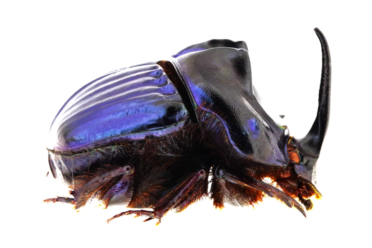 Cerambycidae Beetle for sale | eBay