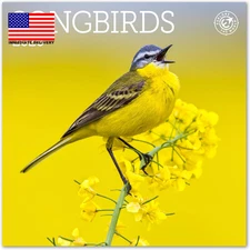 Songbirds Mini Wall Calendar 2026 7" X 7" ⭐️⭐️⭐️⭐️⭐️