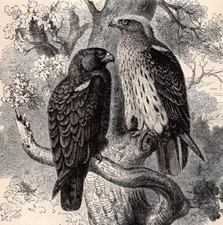 Old Antique Victorian Era Vintage Nature 1895 BOOTED HAWK-EAGLE Bird Print