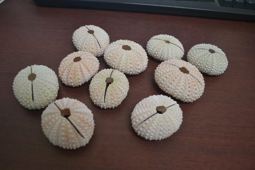 75 PCS PINK SEA SHELL SEASHELL URCHINS BEACH WEDDING PLACE CARD HOLDER - Picture 2 of 2