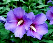 🌺🌺 MADAGASCAR HIBISCUS MOSCHEUTOS Hibiscus Starter Seeds Rose Of Sharon HS6814