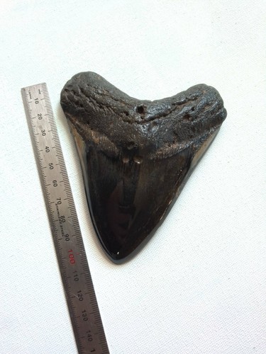 4 INCH BEAUTIFUL SYMMETRICAL HIGH POPLISHED FOSSIL MEGALODON SHARK TOOTH - Picture 4 of 11