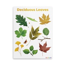 Kaplan Early Learning Deciduous Leaves Giclee 18" x 24" Wall Print
