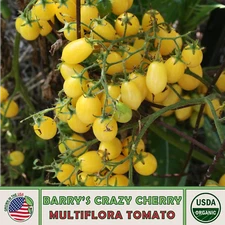 10 Barry's Crazy Cherry Multi-Flora Tomato Seeds, Organic, Genuine USA