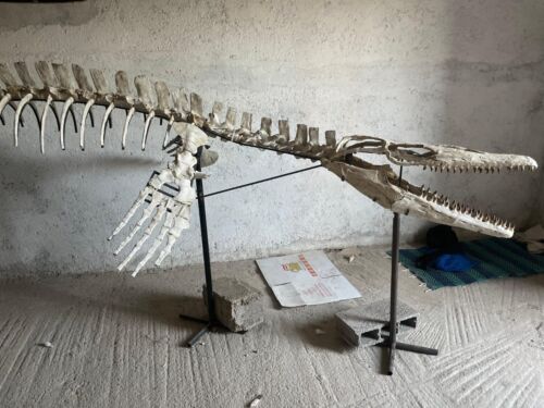 Original Mosasaur Skeleton Hainosaurus Species Fossil 193 inches Dinosaur - Picture 2 of 7
