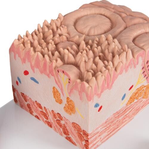 3B Scientific D17 MICROanatomy Human Tongue Model - 3B Smart Anatomy Anatomical - Picture 5 of 5