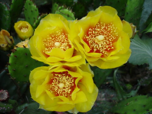 Eastern Prickly Pear Cactus WINTER / COLD HARDY IN BUFFALO NY Succulent Plant