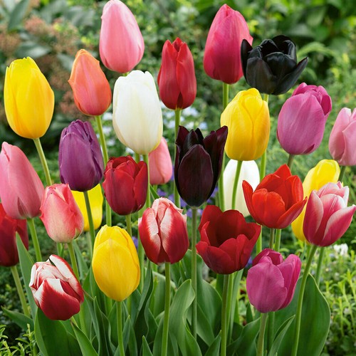 20 graines de tulipe colorées tulipe tulipe fleur de jardin