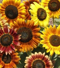 75+ Autumn Beauty Sunflower Seeds **Fresh Seeds** ~~Free Shipping~~