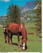 Carte Postale - Animaux - Chevaux - Pouliche et son Poulain - En Pature - Montag