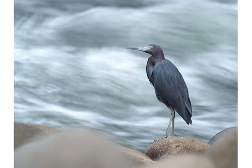 Lente teleconvertidora Olympus MC-20 M.Zuiko Digital 2x nueva  - Imagen 7 de 7