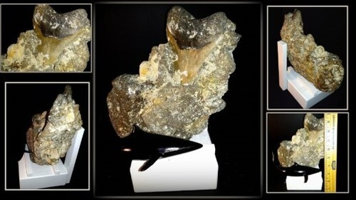 💥💥 MEGALDON Hai ZAHN Fossil in MATRIX 100% NATÜRLICH - TAUCHERFUND - SELTEN💥💥 - Bild 7 von 8