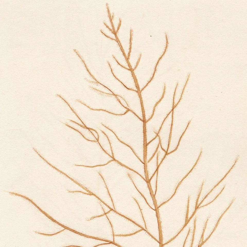 1799 JAMES SOWERBY SEAWEEDS, Gravura em Placa de Cobre Colorida à Mão, Nº. 545 (2326) - Imagem 3 de 4